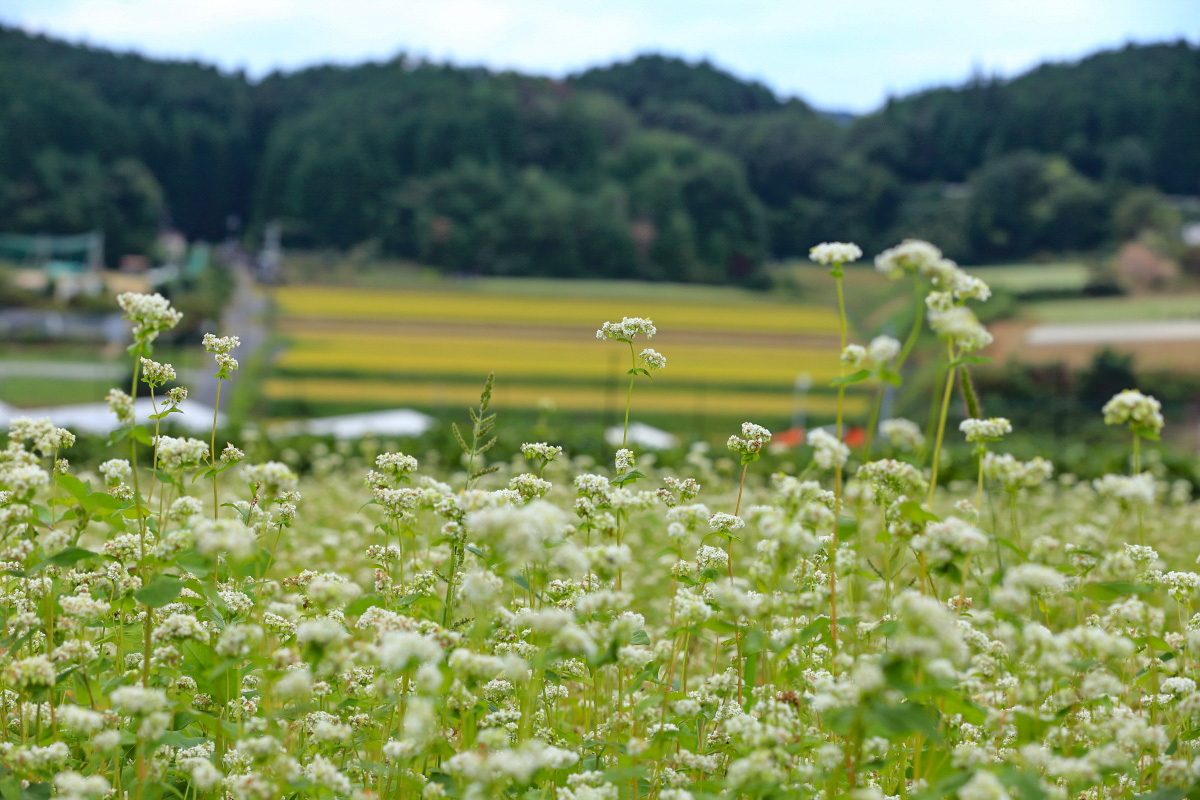 どこまでも続く広大な白い絨毯 奈良 桜井 笠のそば畑 奈良県 トラベルjp 旅行ガイド