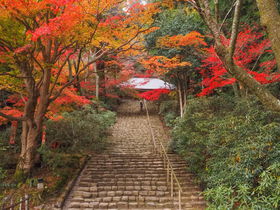 奈良・女人高野「室生寺」もみじ祭りと紅葉ライトアップを満喫