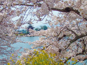 桜並木のトンネルも！奈良「唐古・鍵遺跡史跡公園」さくらまつり