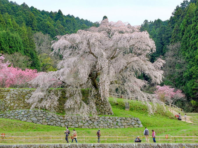 15�D�����q��