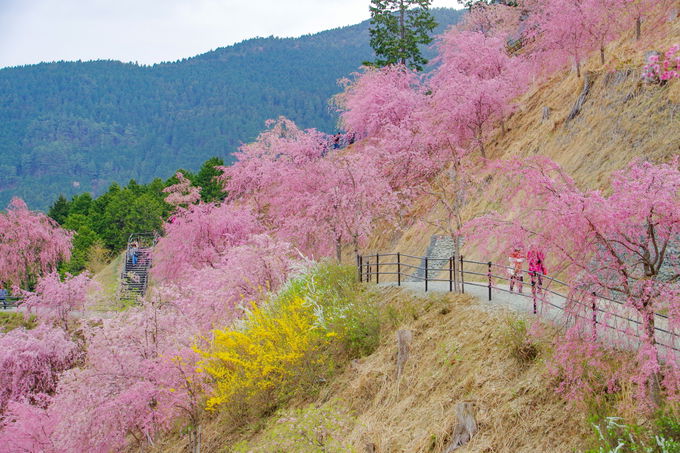 奈良・しだれ桜3選！「高見の郷」「又兵衛桜」「宝蔵寺」の桜 | 奈良県