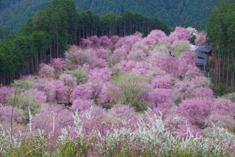 奈良・しだれ桜3選！「高見の郷」「又兵衛桜」「宝蔵寺」の桜 | 奈良県
