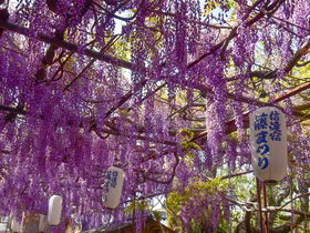 藤のカーテンやサツキの絨毯も！大阪・熊野街道「信達宿」を歩く