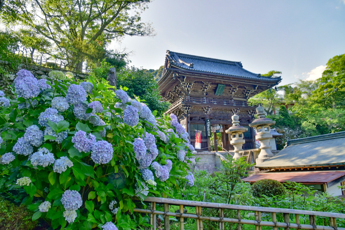 紫陽花が彩る石段も！奈良・長谷寺「大和観音あぢさゐ回廊」 | 奈良県