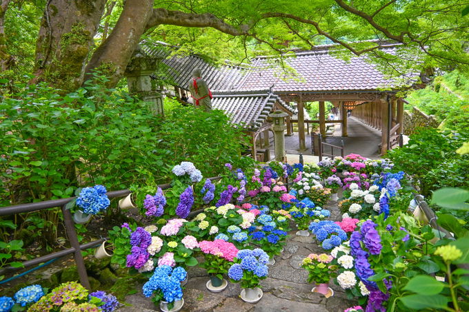 紫陽花が彩る石段も！奈良・長谷寺「大和観音あぢさゐ回廊」 | 奈良県