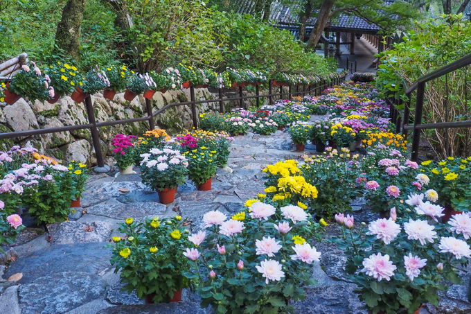 約100種類500鉢の菊の花が並ぶ「菊回廊」