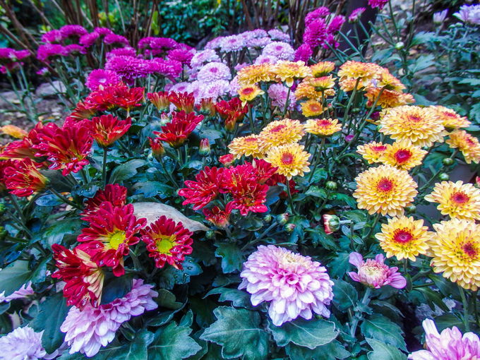 約100種類500鉢の菊の花が並ぶ「菊回廊」