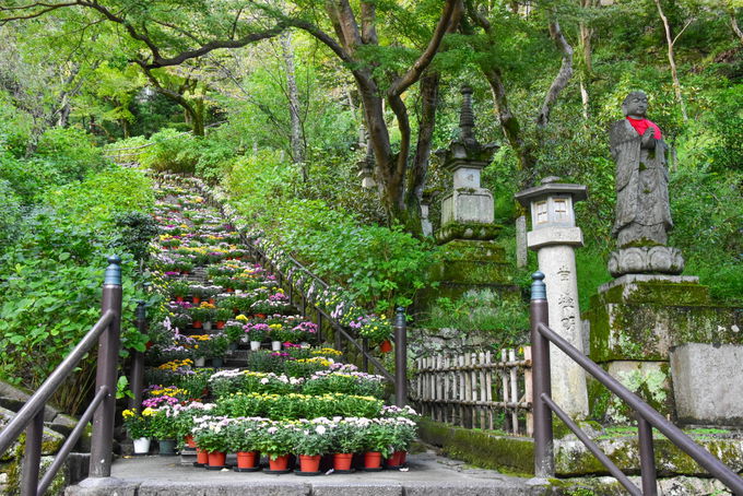 新たなイベント「菊回廊」と長谷寺のシンボル「登廊」
