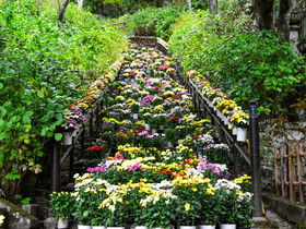 カラフルな「錦秋菊回廊」と紅葉！奈良・長谷寺で秋の絶景を満喫｜奈良県｜トラベルjp 旅行ガイド