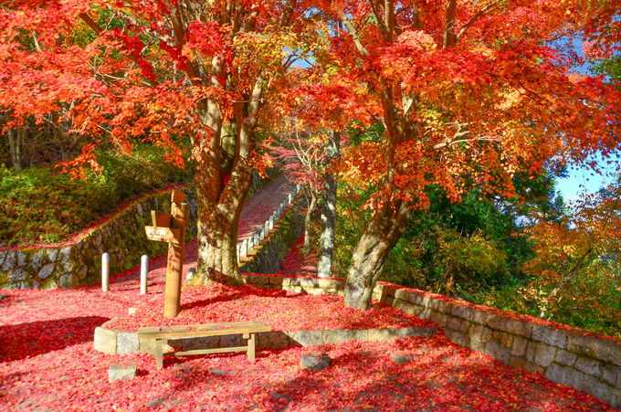 真っ赤な絨毯の“散り紅葉”が美しい「高城山展望台」