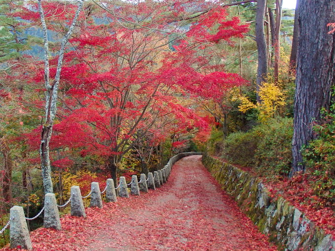 真っ赤な絨毯の“散り紅葉”が美しい「高城山展望台」
