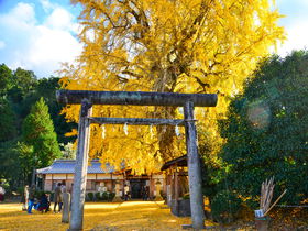 黄色い絨毯と御神木に刺さる鎌！和歌山・丹生酒殿神社の大銀杏