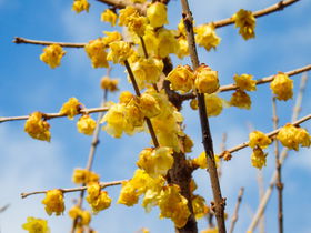 黄色い可憐な蝋梅が咲く！奈良・明日香村「八釣」「大原」を歩く