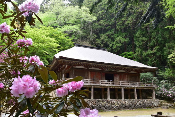 女人高野を彩る石楠花！奈良・室生寺「大和観音はるかぜ回廊」 | 奈良