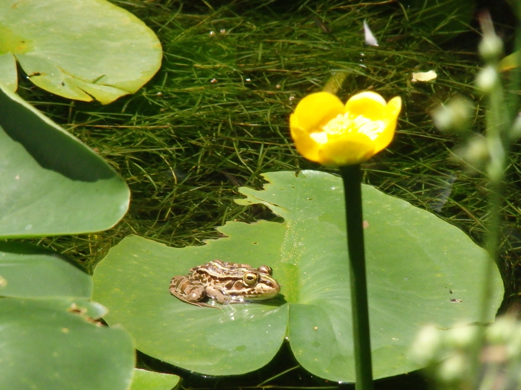 or̐lCҁIuAIKGvƁuCgg{v