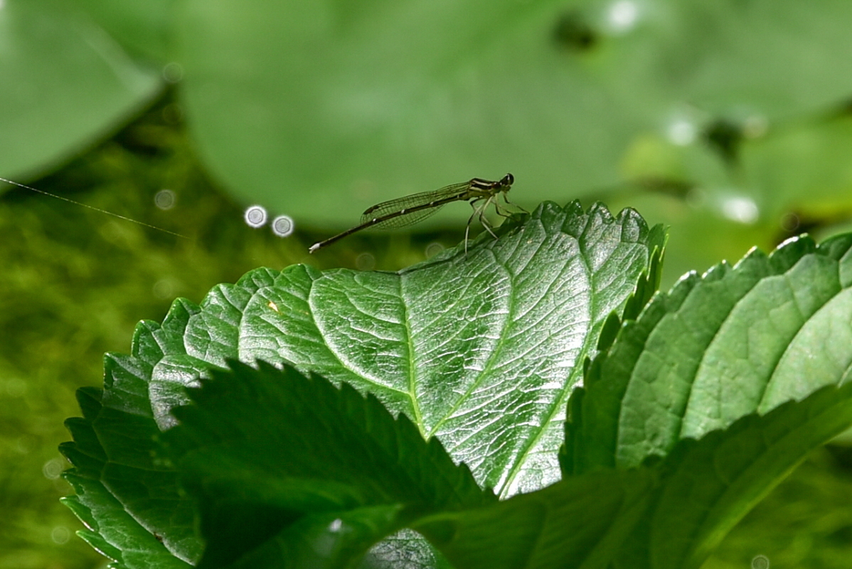 or̐lCҁIuAIKGvƁuCgg{v