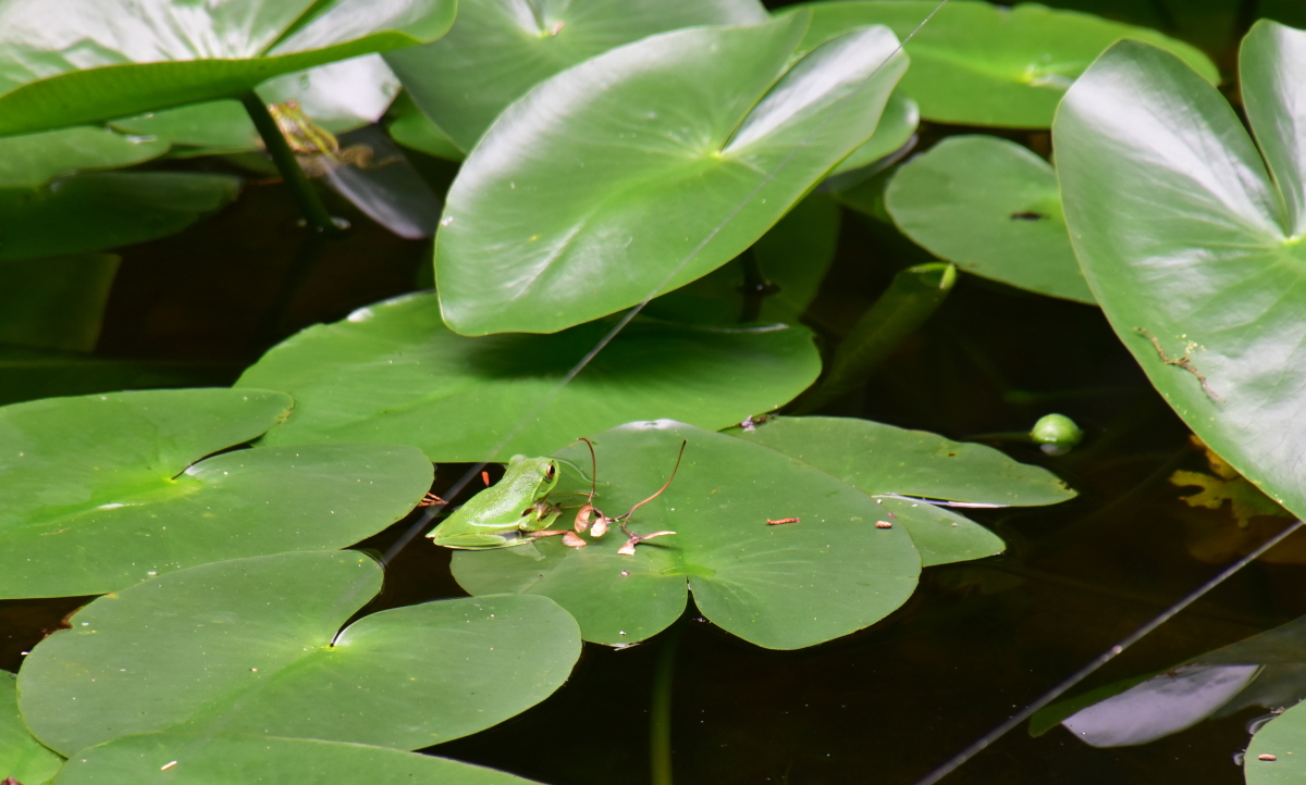 or̐lCҁIuAIKGvƁuCgg{v