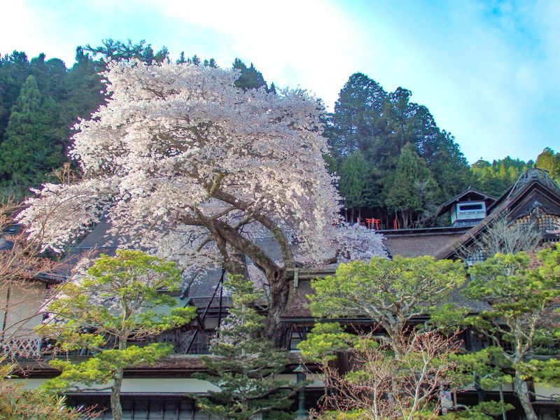 9CDF0E87E57C4733A072CE5B5B748D