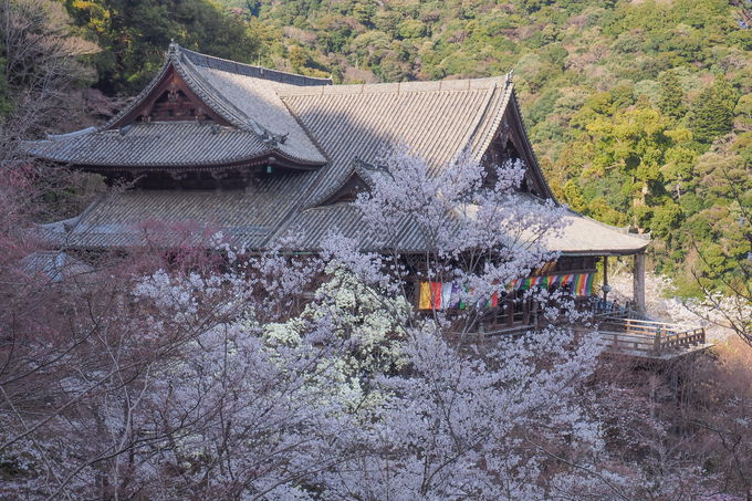 桜と春のぼたんが美しい！奈良・長谷寺「大和観音 はるかぜ回廊