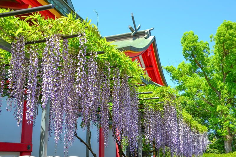 色とりどりの藤の花！大阪・奈加美神社「なかみ藤ノ宮 藤まつり