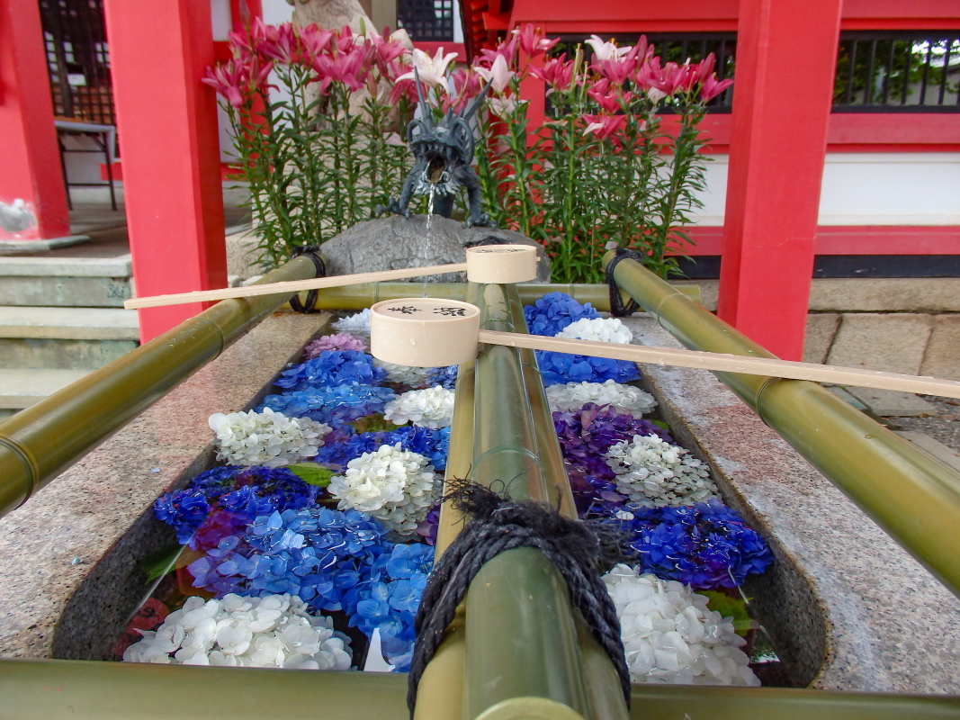 紫陽花　美品 楽天市場】紫陽花 ヤマアジサイ 【水縄 （みのう）】 ポット苗 : 苗木