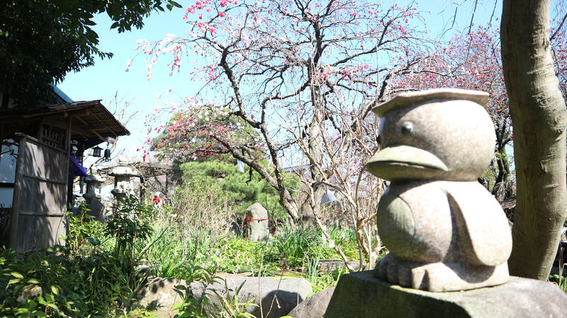 花と河童にほっこり癒されよう！神奈川県大和市「常泉寺」
