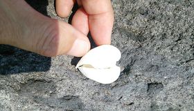 ԌIēn鉏т̓Eumуv͗l̐n̋LTlC