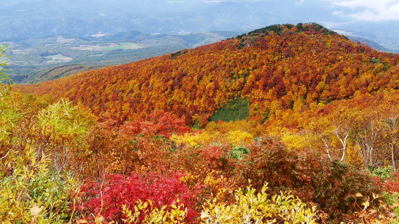 단풍의 대파노라마!아오모리의 명산 「이와키야마」의 꼭대기를 다하는 | 아오모리현 | LINE 여행 jp 여행 가이드