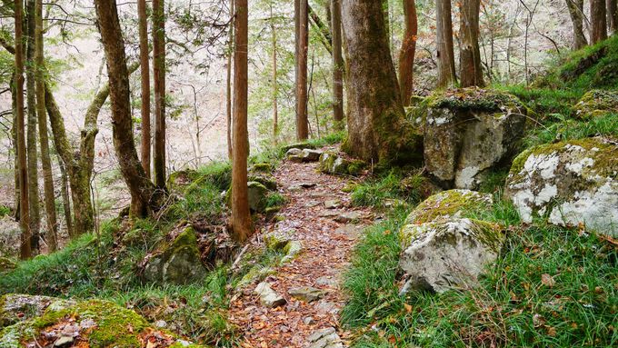 ĝ̂̐XhŖ`C𖡂키I