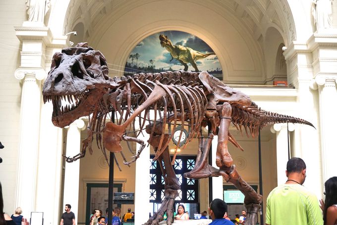 世界最大級の恐竜と出会える シカゴ フィールド自然博物館 アメリカ トラベルjp 旅行ガイド