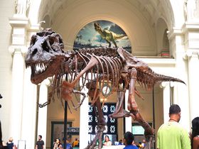 世界最大級の恐竜と出会える！シカゴ「フィールド自然博物館」
