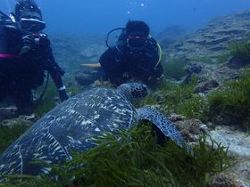 npȂCvI_CrOŃE~K⋛ƂςVڂI̋LTlC