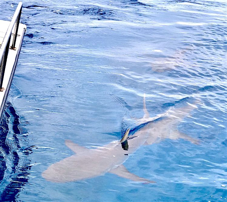 �f��Łu�V���ɂ����΂�߂����v�̃��P�n�́u�g�����r�[�`�v�I