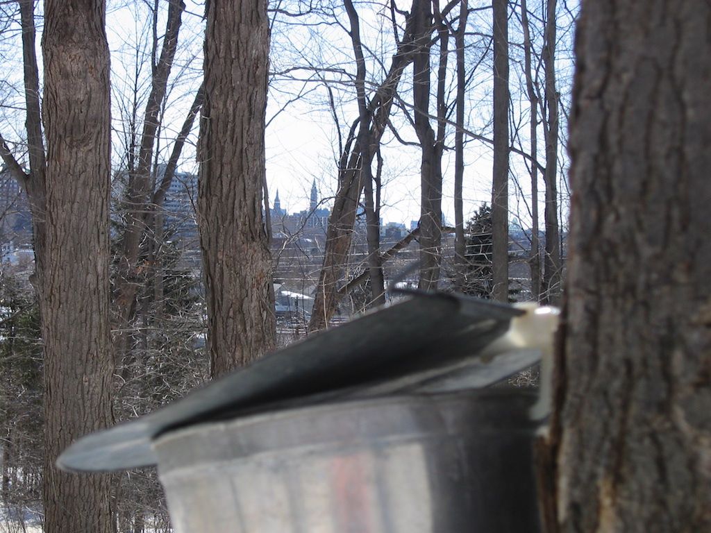 [vVbv́AJi_Ȃł͂̑厩R񂾁AsAȊÖ