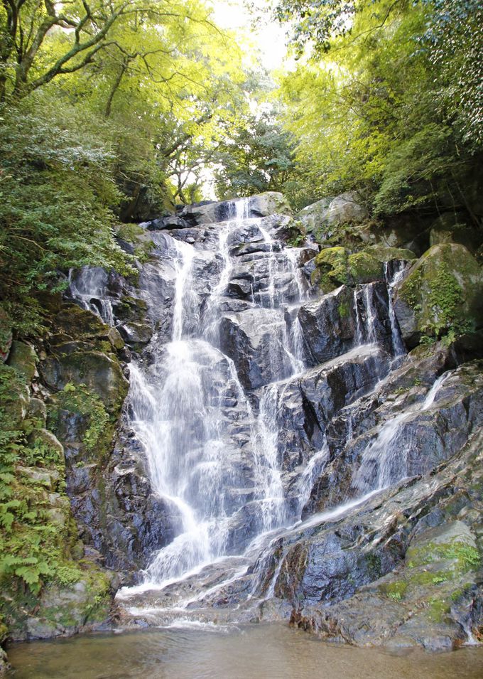 1�D�������C�A�����̑�c�����̎��R�ɖ������