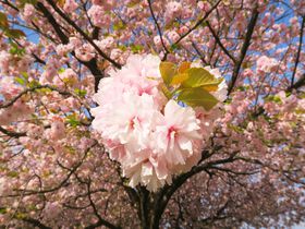 「小布施ハイウェイオアシス」長野の食も色もある。桜の見頃は4月中旬から