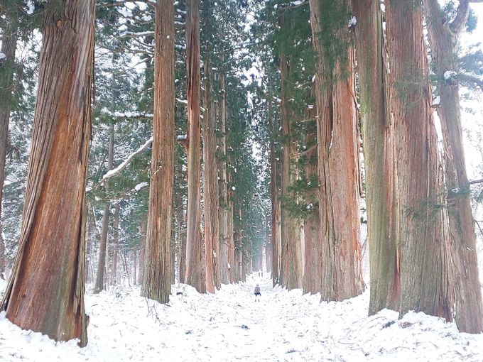 幻想的な雪景色　杉並木がつづく参道