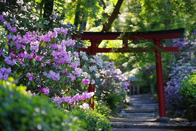 奈良観光なら明日香村 花の寺 岡寺 の石楠花がまるで極楽 奈良県 トラベルjp 旅行ガイド