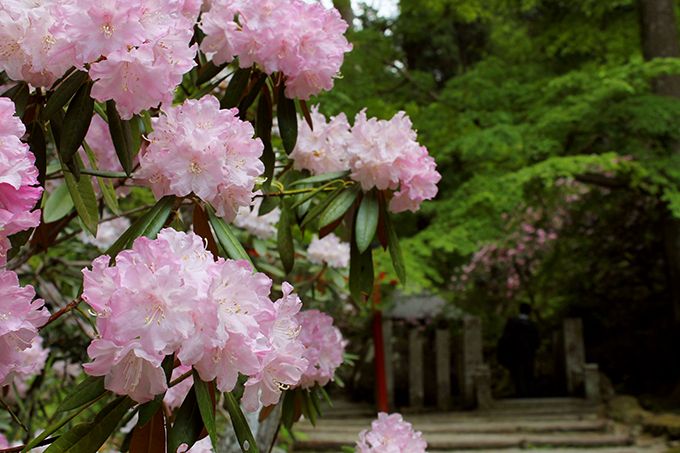 別名「花の寺」約3,000株もの石楠花群も