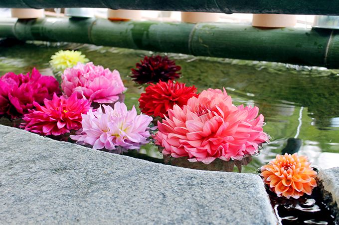 奈良観光なら明日香村 花の寺 岡寺 の石楠花がまるで極楽 奈良県 トラベルjp 旅行ガイド