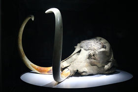 �}�����X�W�����ŊJ�ÁI���E�n�����̃��J�M���}�����X���o��̋L���T���l�C��