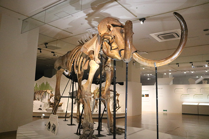 マンモス展が大阪で開催 愛 地球博のユカギルマンモスも登場 大阪府 トラベルjp 旅行ガイド