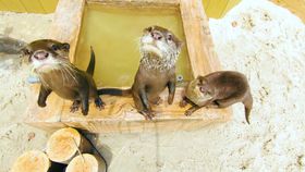 lEiV[p_CXuANA~[WAvK̓j[AI̋LTlC