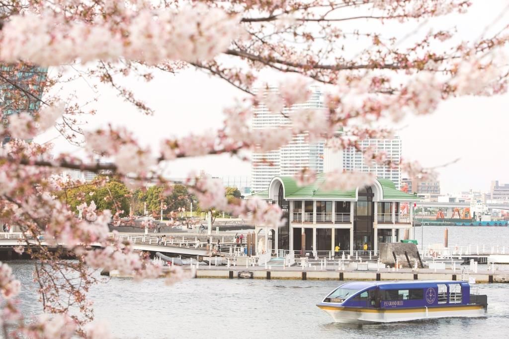 約600本の桜のトンネルをくぐる！横浜「大岡川桜クルーズ」