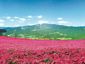 岐阜県の花 植物の国内旅行 観光ガイド トラベルjp 旅行ガイド