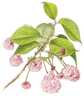 ����Ŕ����ٌ��w�I�����Ȋw�����ق̊��W�E��������z�M�̋L���T���l�C��