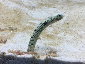 3���Ԍ���B���݂������فu�ً}�J�ÁI�`���A�i�S�猩���Ղ�I�v�̋L���T���l�C��