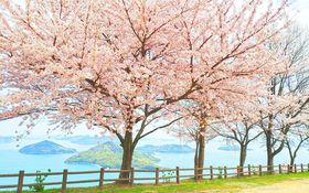 �����������Ȃ����̐�i�B���쌧�̊e�n�ō炫�ւ�u���̖����v3�I�̋L���T���l�C��