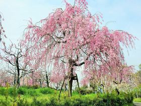 無料で季節の絶景を。果物と植物の宝庫「東谷山フルーツパーク」の楽しみ方のサムネイル