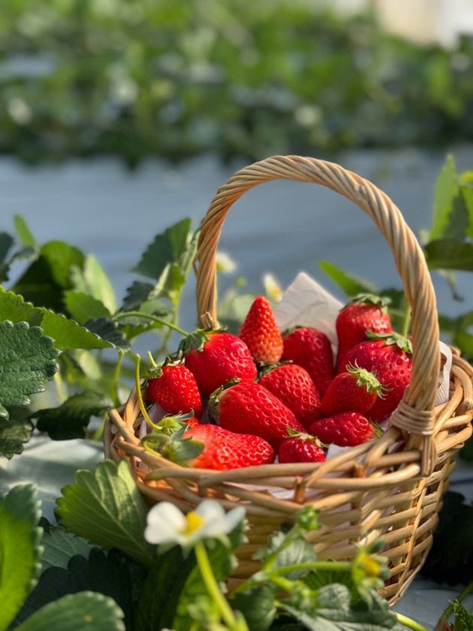 ���n�C�`�S�̓E�ݎ��̌����ł���I��t�s�uBerryBeanFARM�v���I�[�v���̋L���T���l�C��